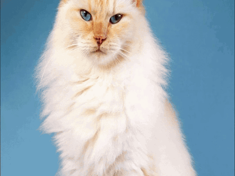 Paw Princess